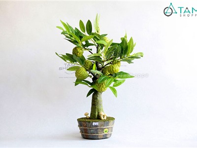 Cây mãng cầu ta để bàn (Cây na)